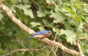 Eastern Bluebird that posed as we headed down to the dock.