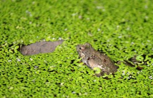 This frog who jumped off the ramp as I approached.