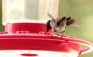 This one was already banded.