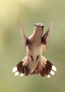 Cooks Lake-hummingbird3 6-15