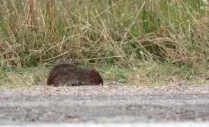 We spent our trip back to Jonesboro look for any wildlife. We saw very few.
