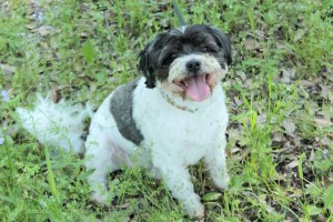 Menard Mounds11 4-24