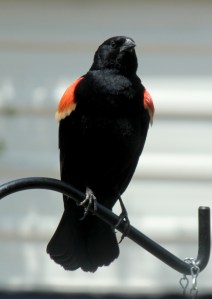 Menard Mounds12-blackbird