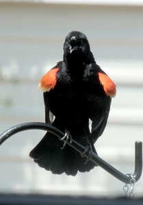 Menard Mounds13-blackbird2