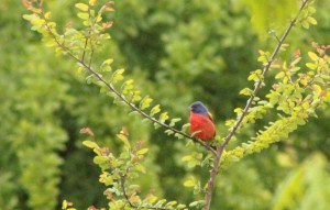Painted Bunting