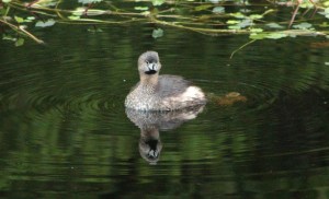 Pied-billed grebe