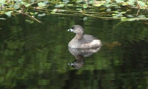 Pied-billed Grebe