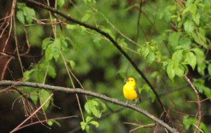 Prothonotary Warbler