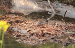 Swamp Sparrow