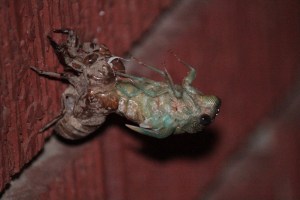 A cicada sheds its old skin one night.