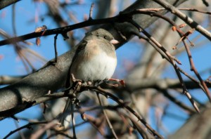 "Oregon" Dark-eyed Junco1