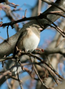 "Oregon" Dark-eyed Junco2