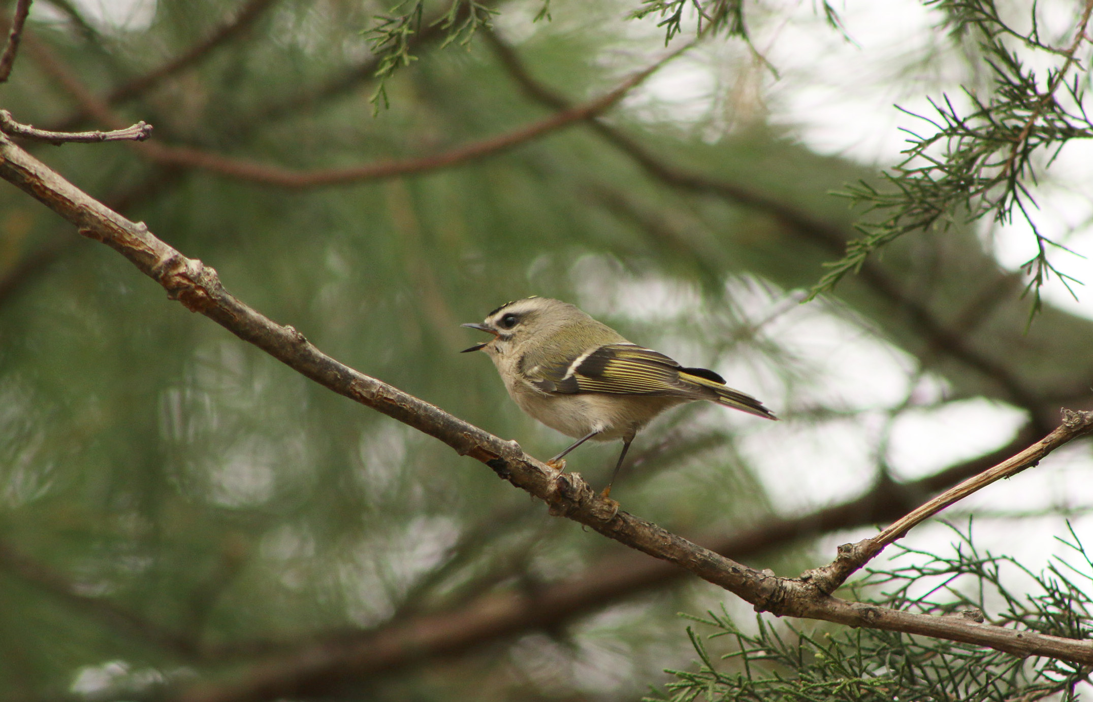 Golden-Crowned Kinglet 02 toned