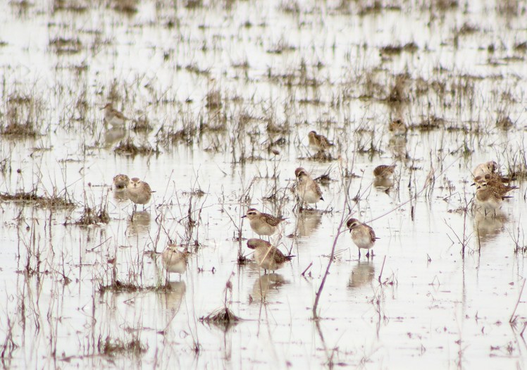 American Golden-Plover.042118.BKNWR