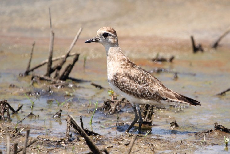 american golden plover.061018.BKNWR
