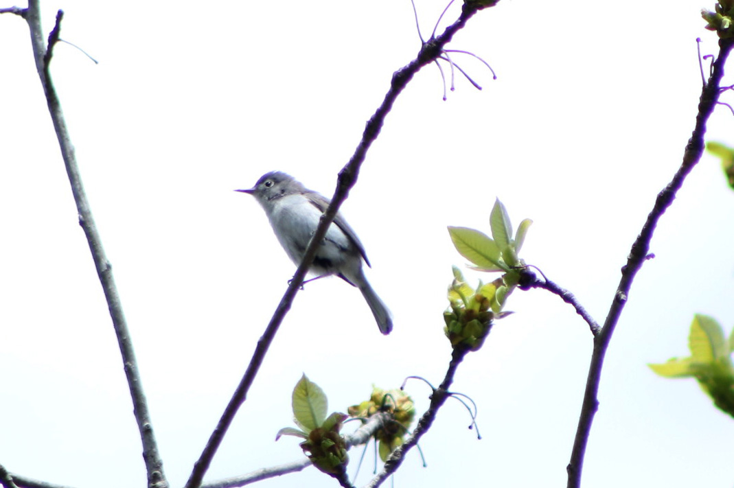 blue-gray gnatcatcher.042118.BKNWR