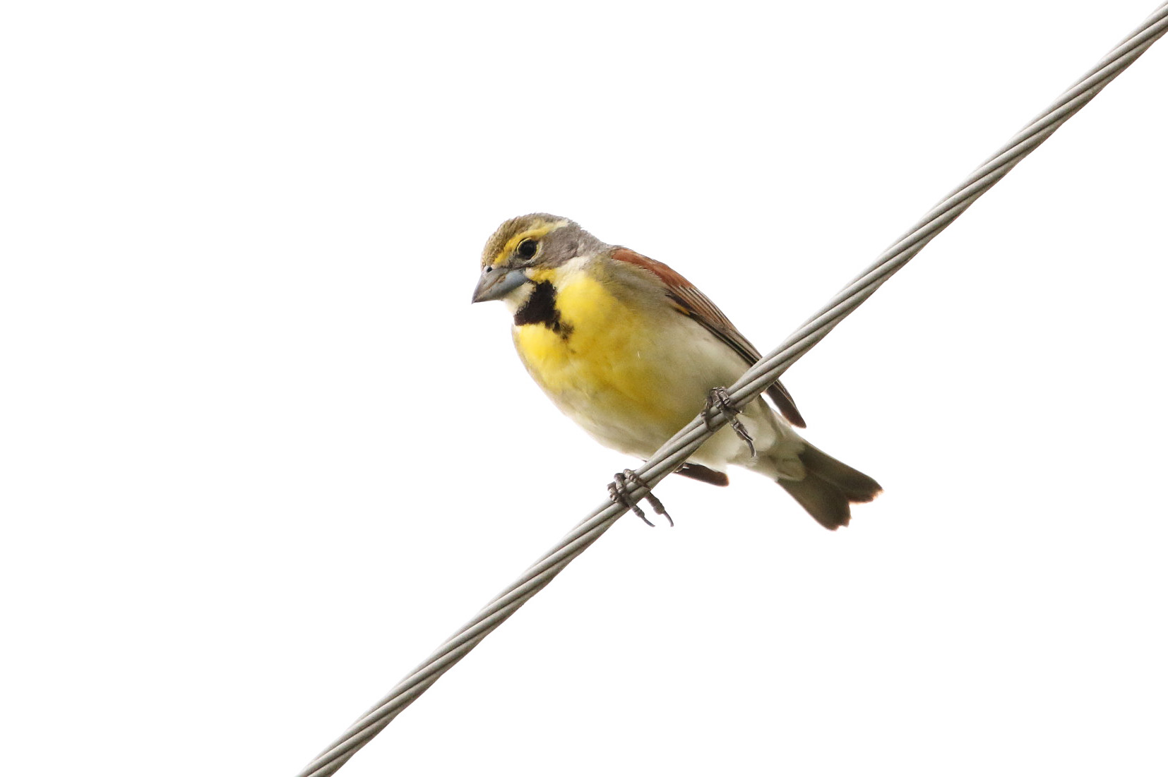 dickcissel.062418.bknwr