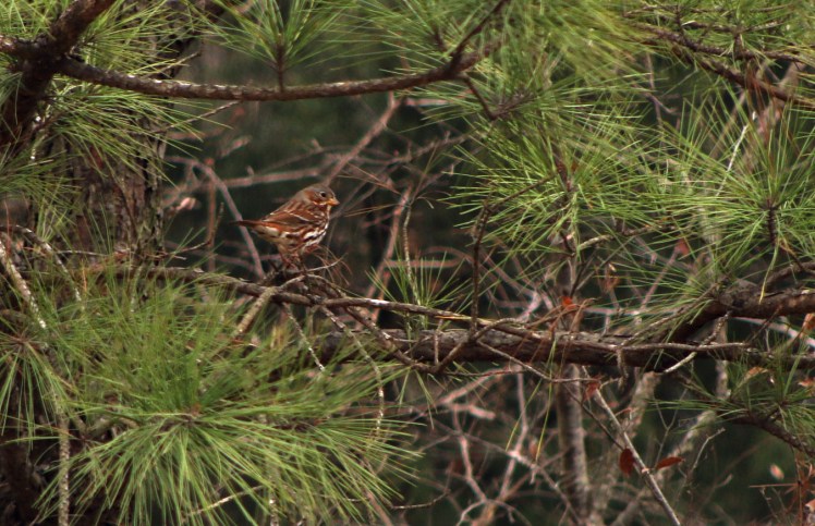 Fox Sparrow.120017.CBC Craighead