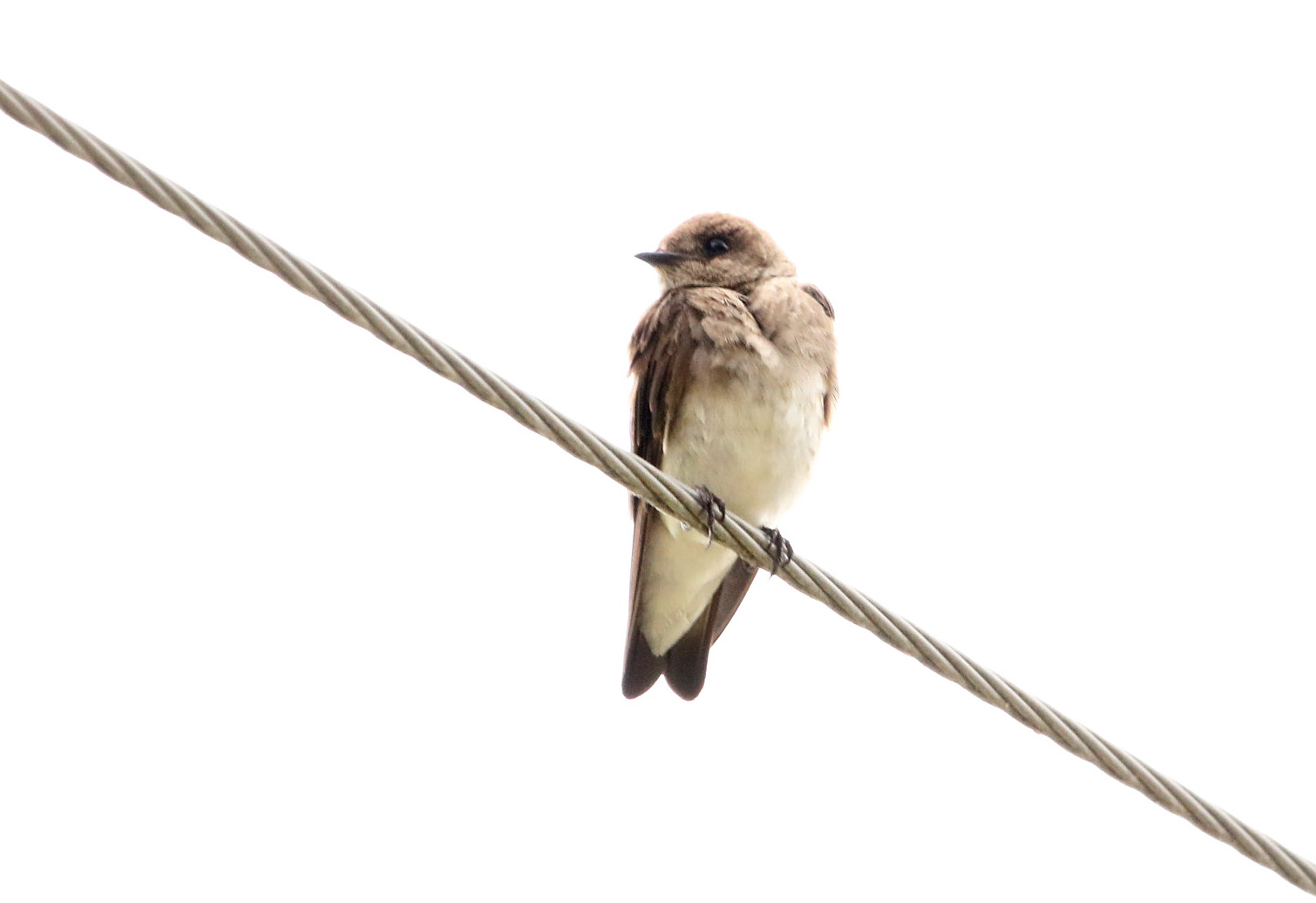 Northern Rough-winged Swallow.062418.BKNWR