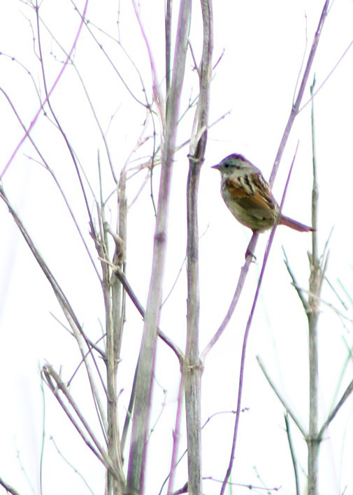 swamp sparrow.042118.BKNWR