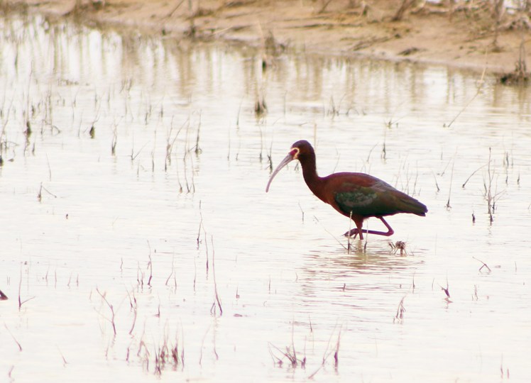 white-faced ibis.042118.BKNWR