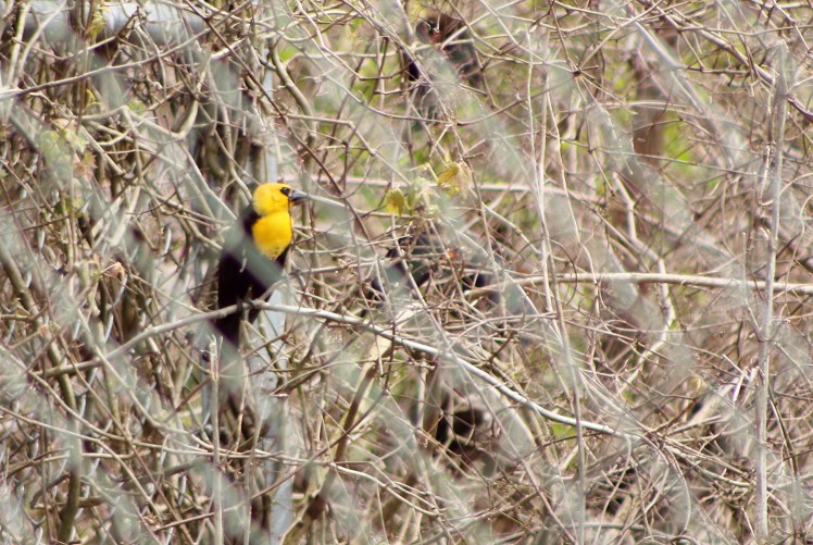 yellow-headed blackbird.042118.BKNWR