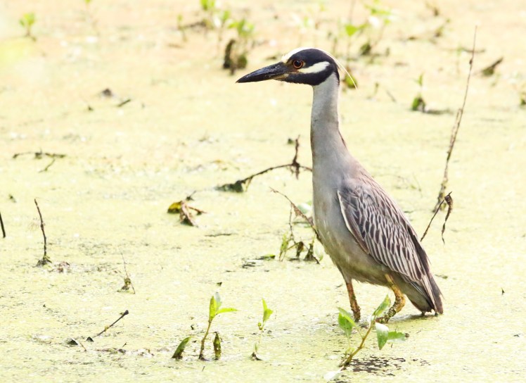 Yellow-Crowned Night-Heron.7.3.18.Two Rivers Park West-End