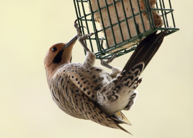 Northern Flicker 020219
