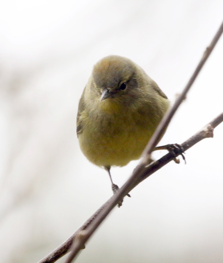 Orange-crowned Warbler 4 022319.jpg
