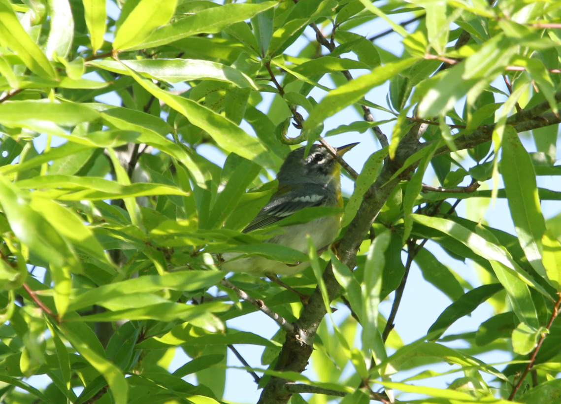Northern Parula 1 042619.JPG