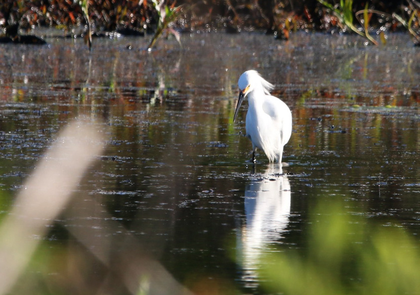Snowy Egret 042619.JPG