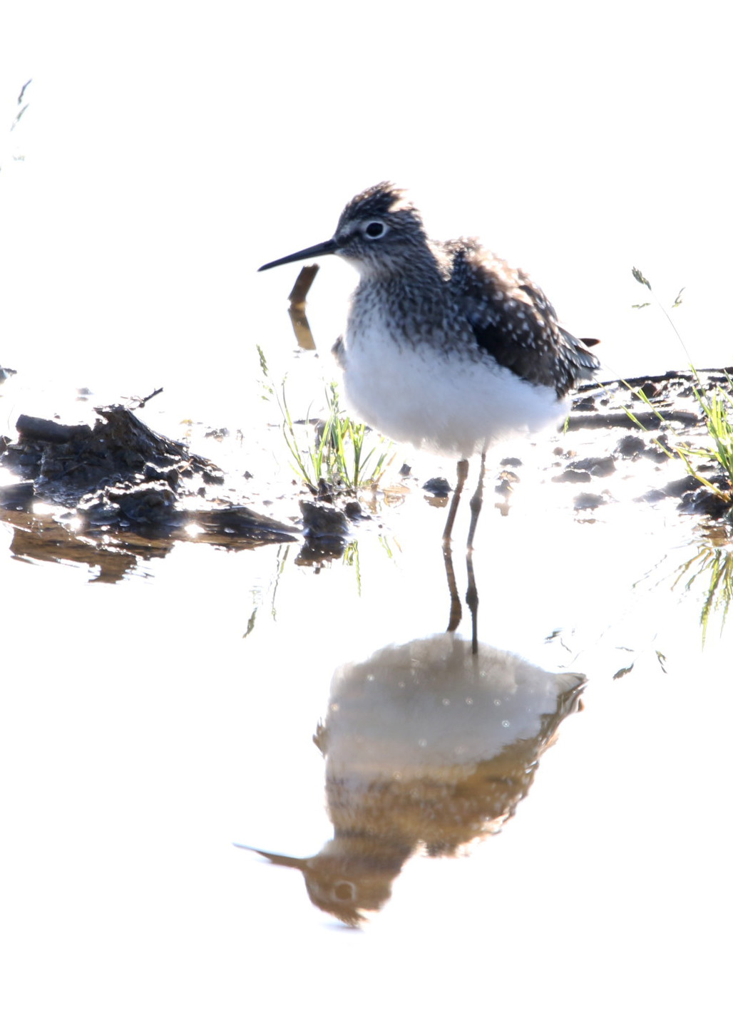 Solitary Sandpiper 042619.JPG
