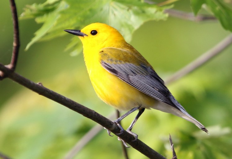 Prothonotary Warbler 2 042819 BKNWR