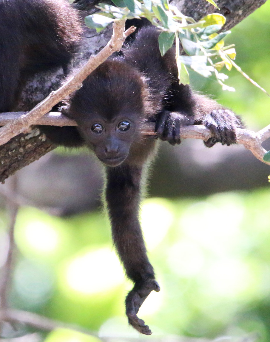 Monkies 3 060119 Bebedero River Boat Ride