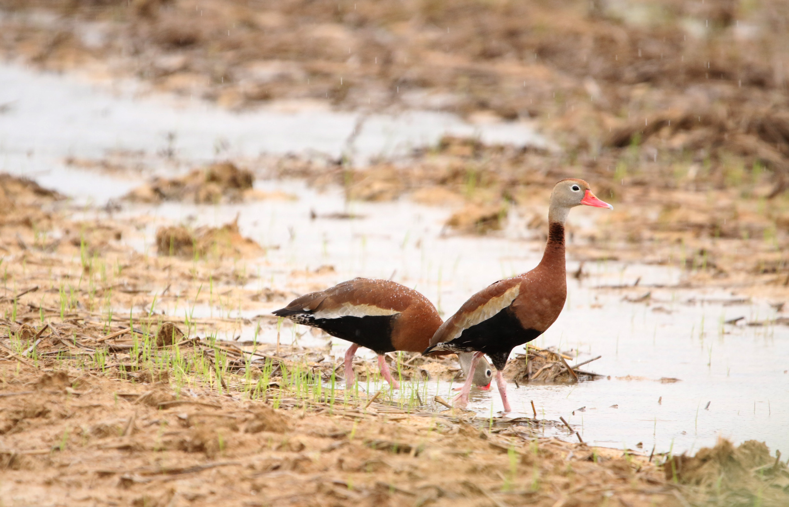 Black-bellied Whistling Ducks1 051119 BKNWR.JPG