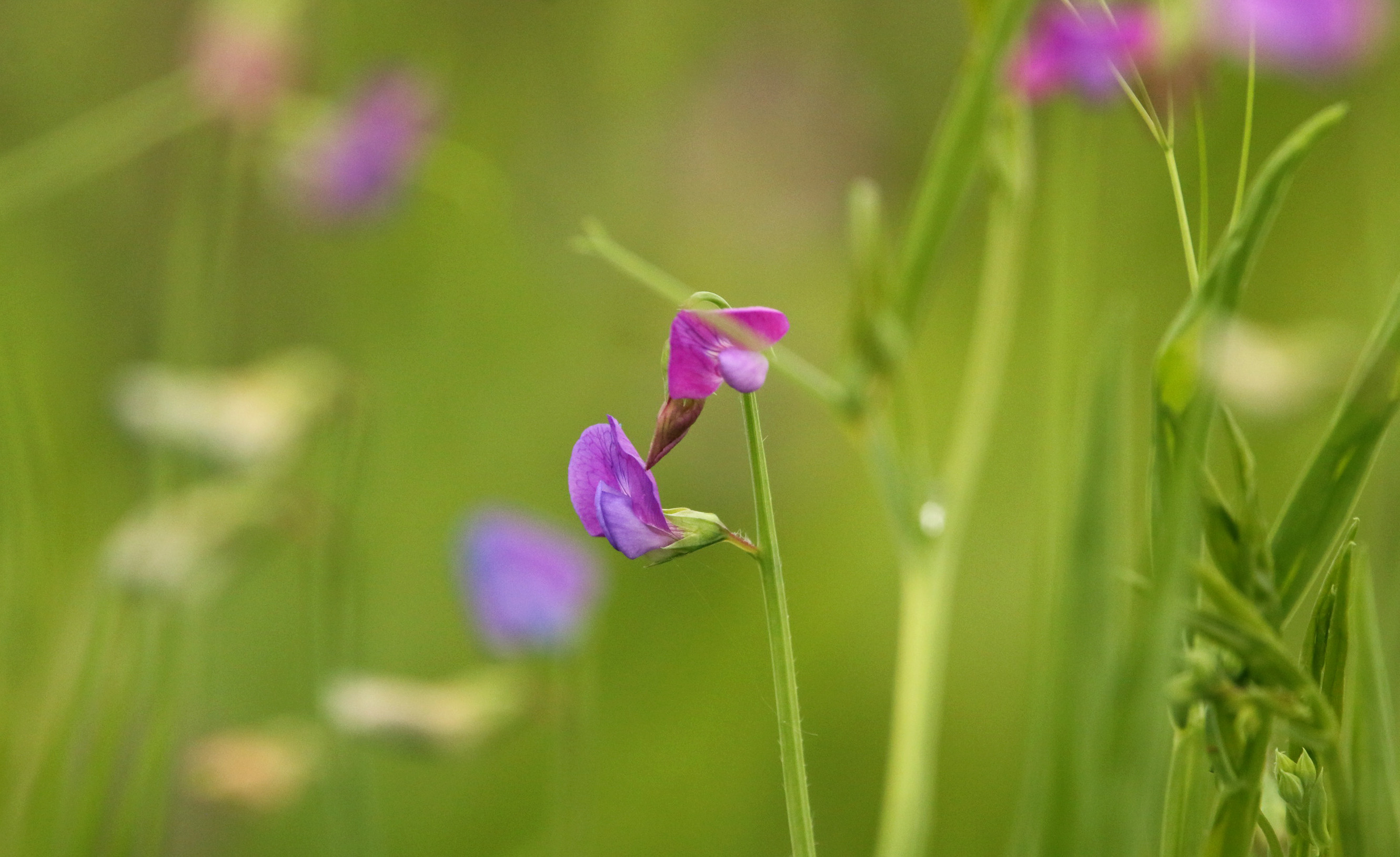 Flower2 (winter vetch) 051119 BKNWR.JPG