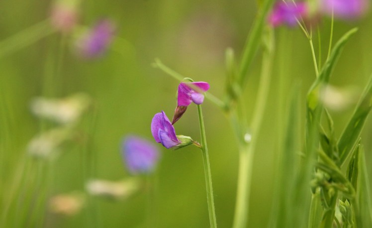 Flower2 (winter vetch) 051119 BKNWR.JPG