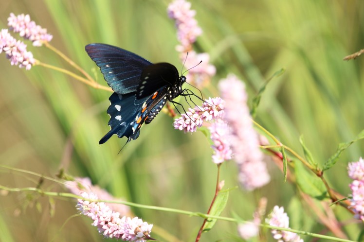 Butterfly 091419 BKNWR.JPG