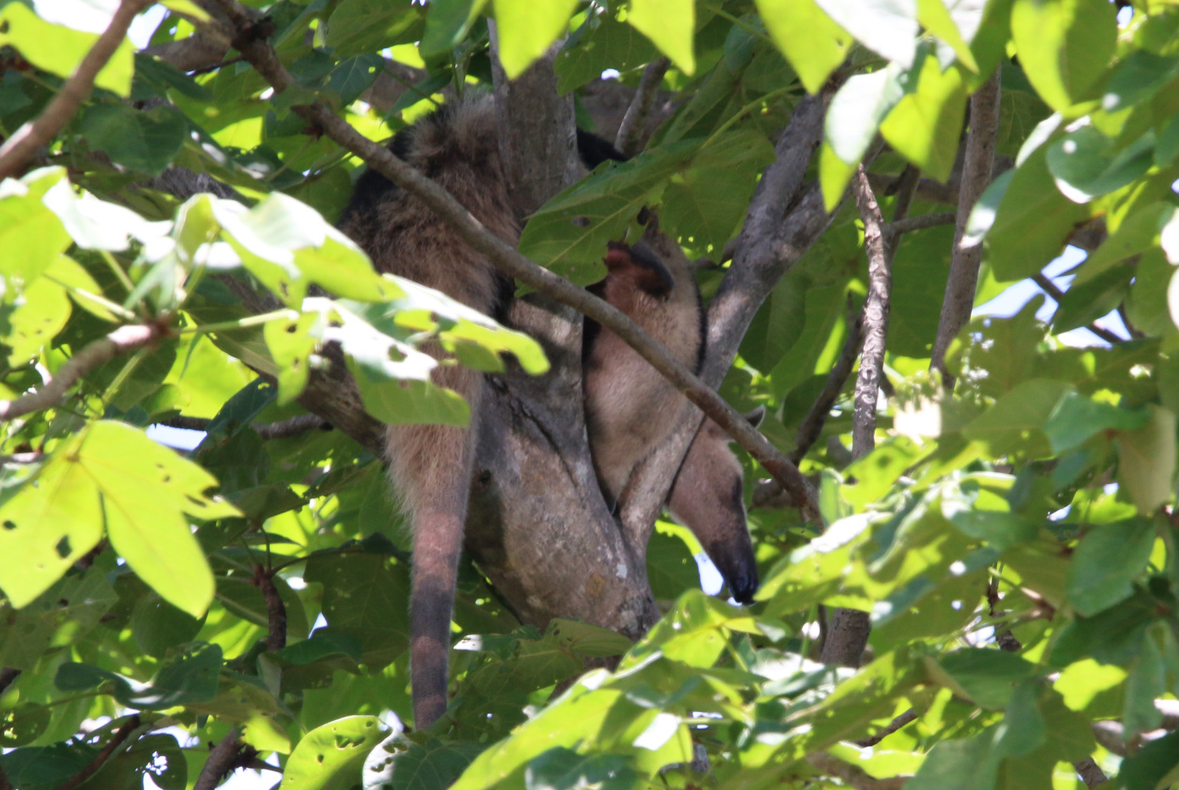 *Giant Anteater 060119 Bebedero River Boat RideJPG