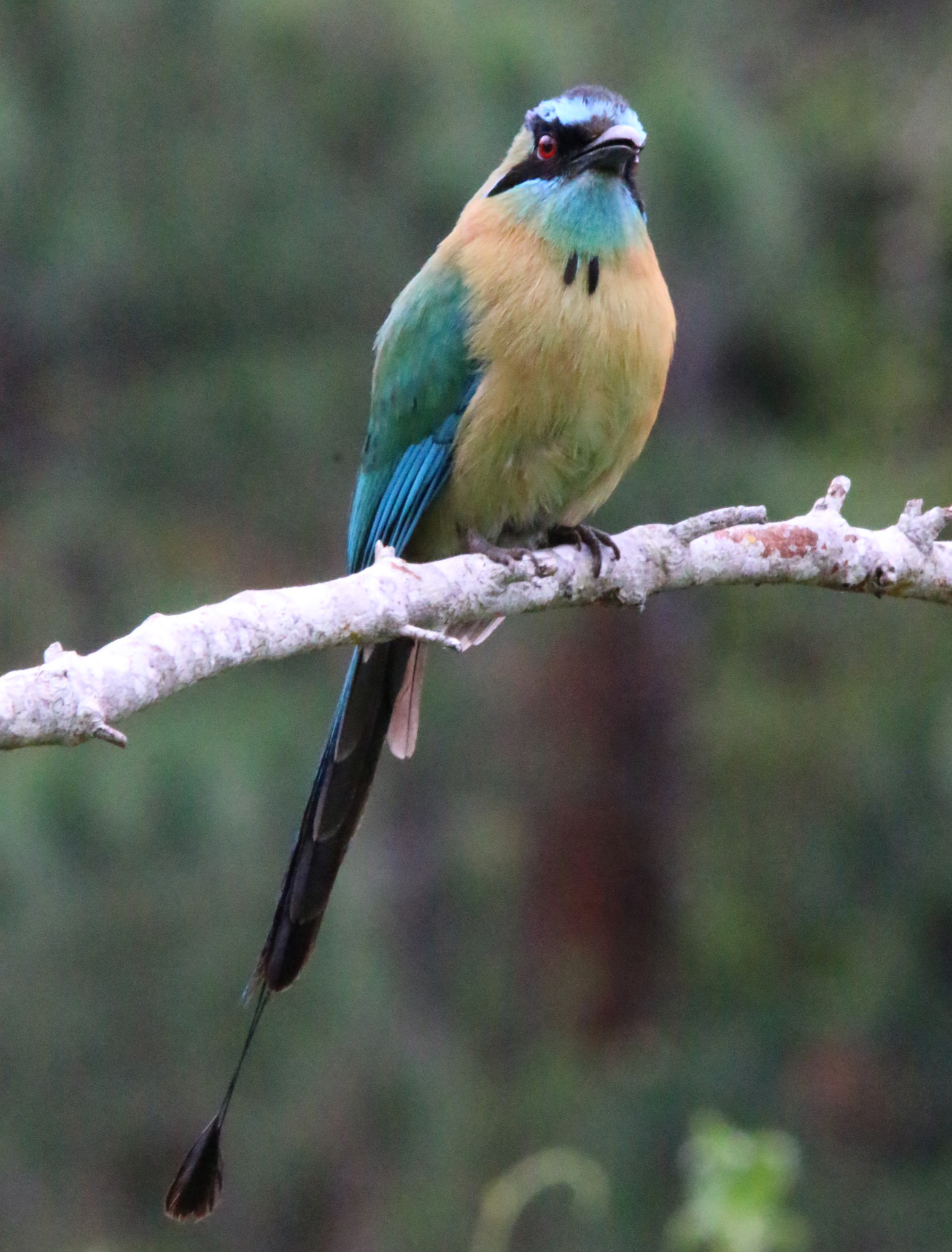 *Lesson's Motmot2 053019 Monteverde Santa Elena prebreakfast birding