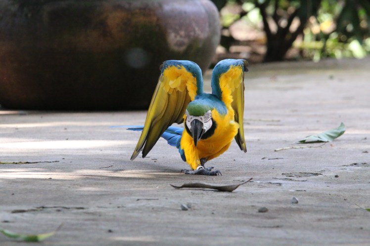 *Macaw 01 060119 Guanacaste