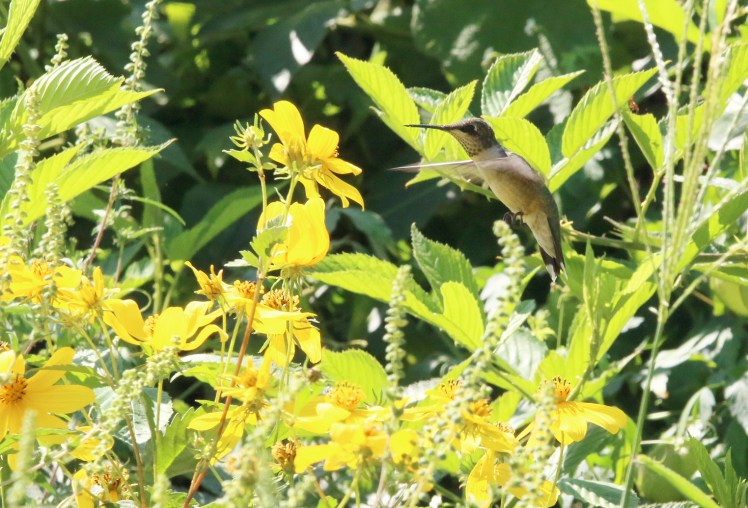 Ruby-throated Hummingbird 091419 BKNWR.JPG