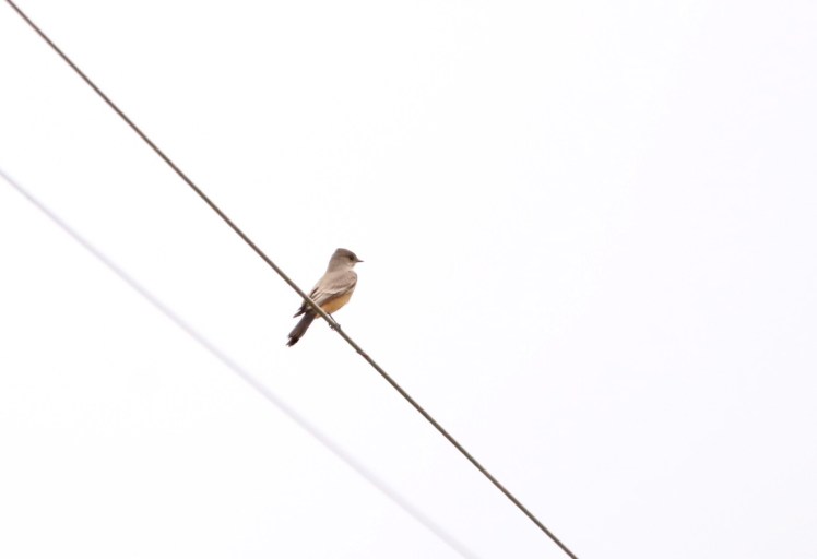 Say's Phoebe 2102719 BKNWR