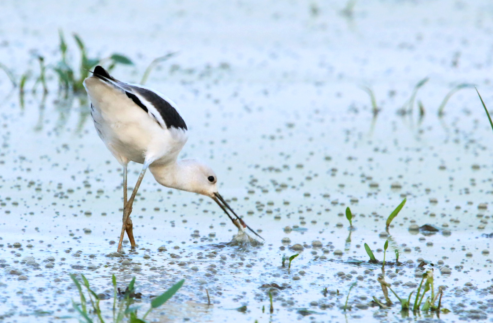 American Avocet2 090119 BKNWR