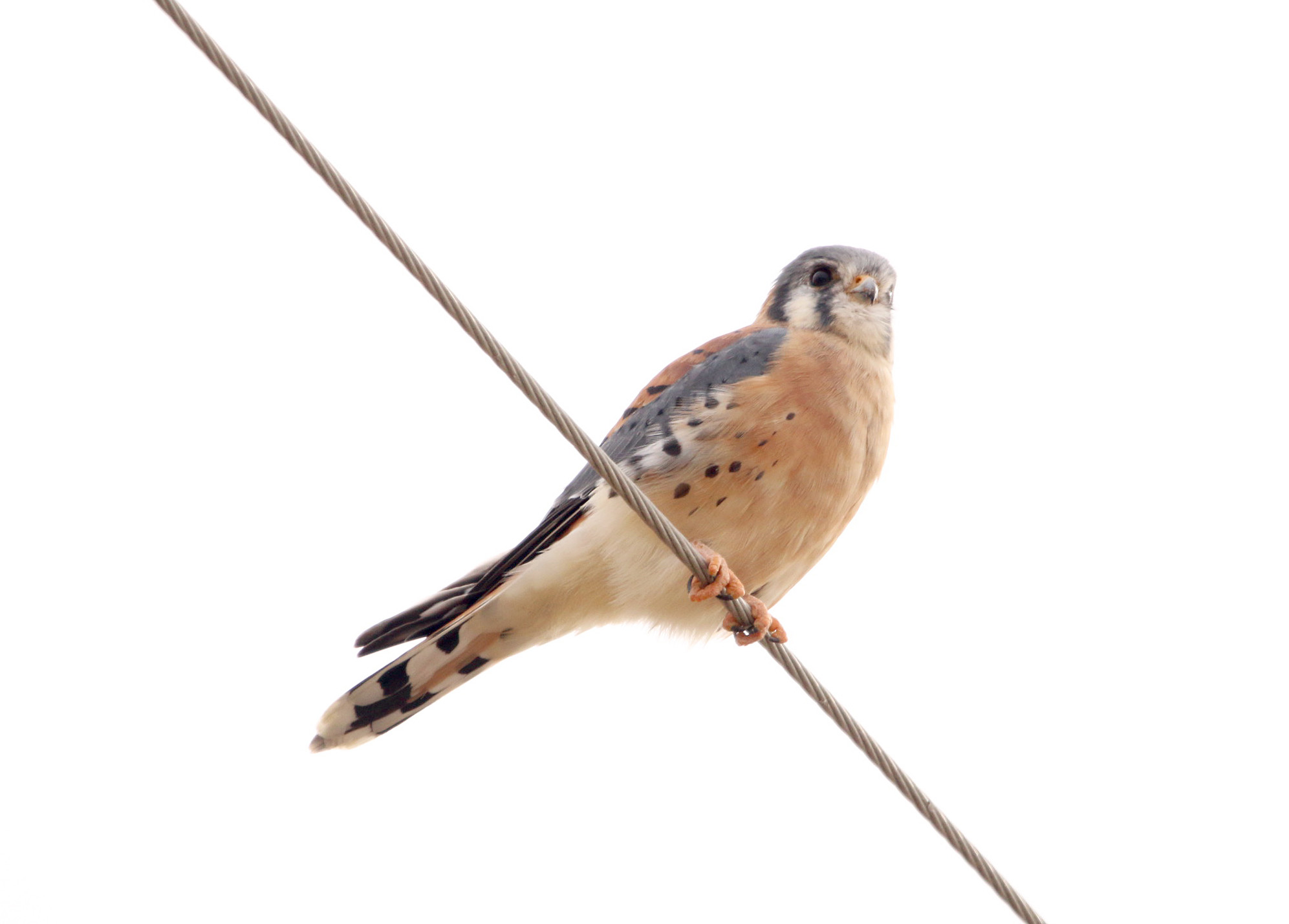 American Kestral 111719 BKNWR.JPG