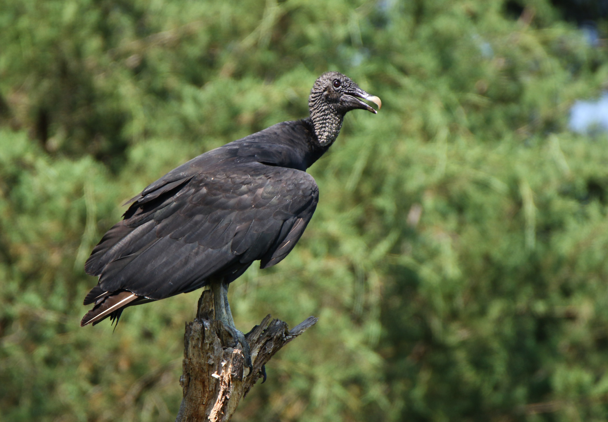 black vulture 071017 Greenbrier.JPG