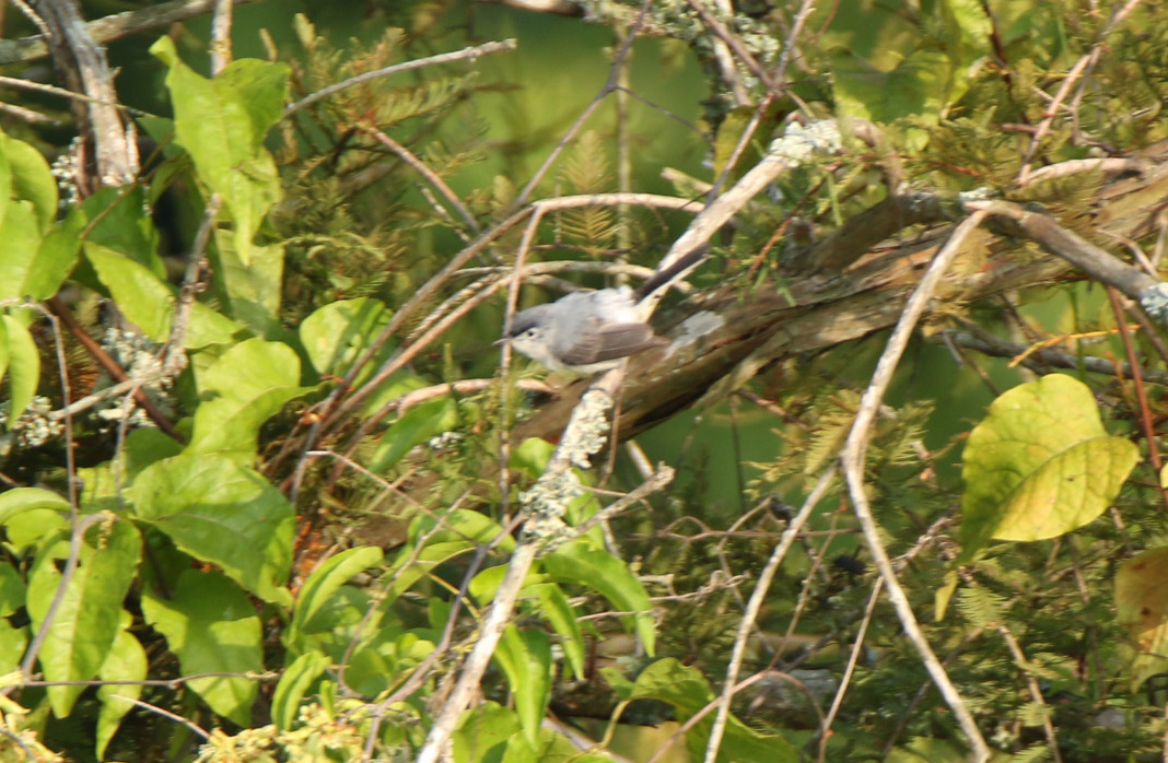Blue-gray Gnatcatcher 071017 Greenbrier.JPG