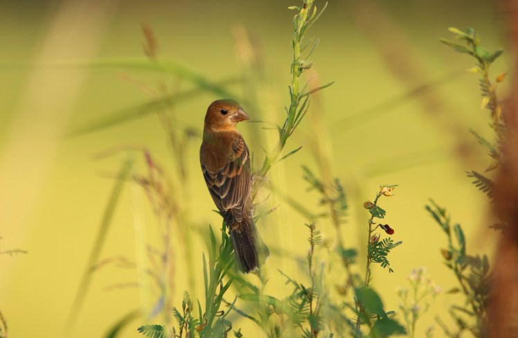 Blue Grosbeak 090119 BKNWR
