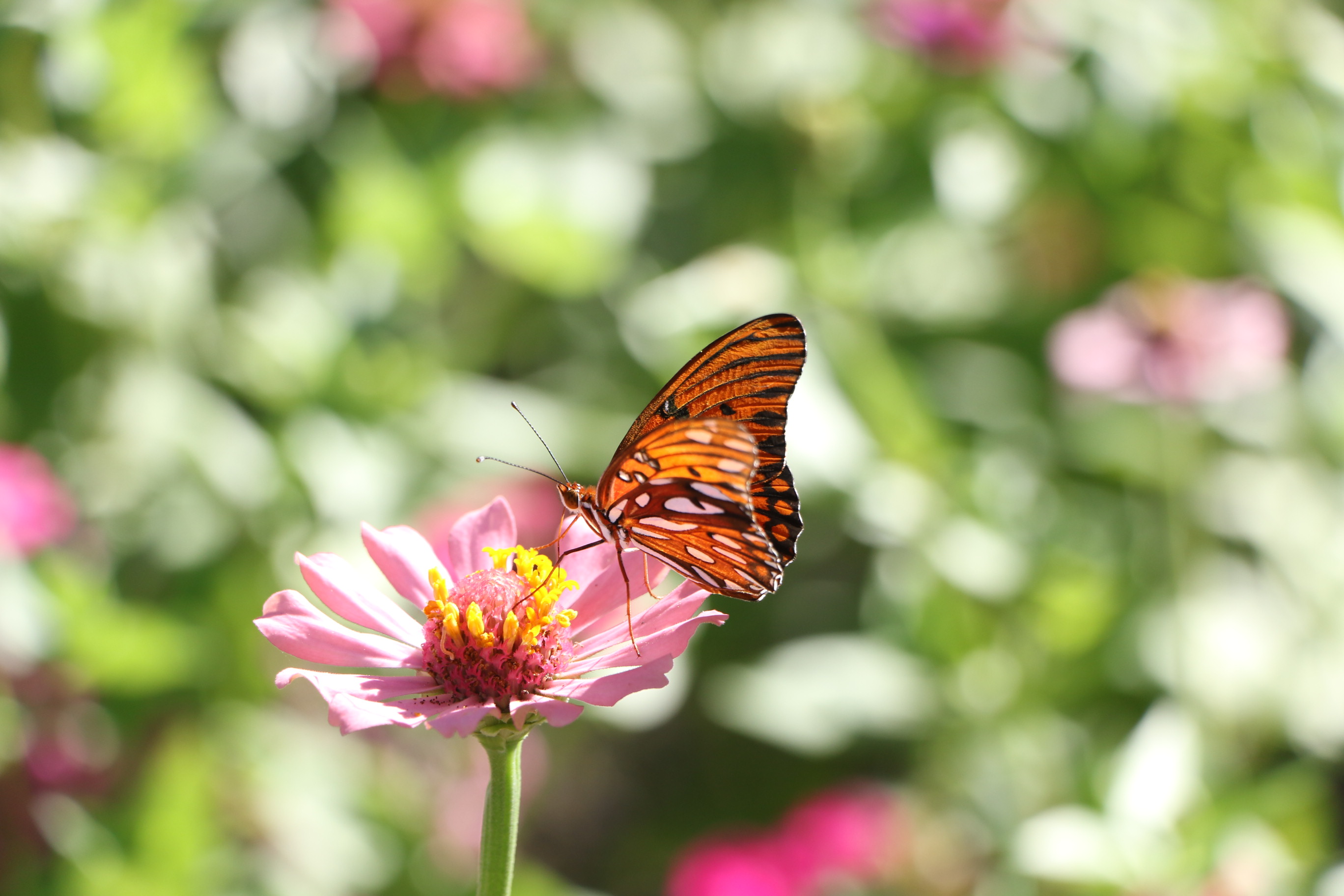 Butterfly4 ASU Gardens 073017