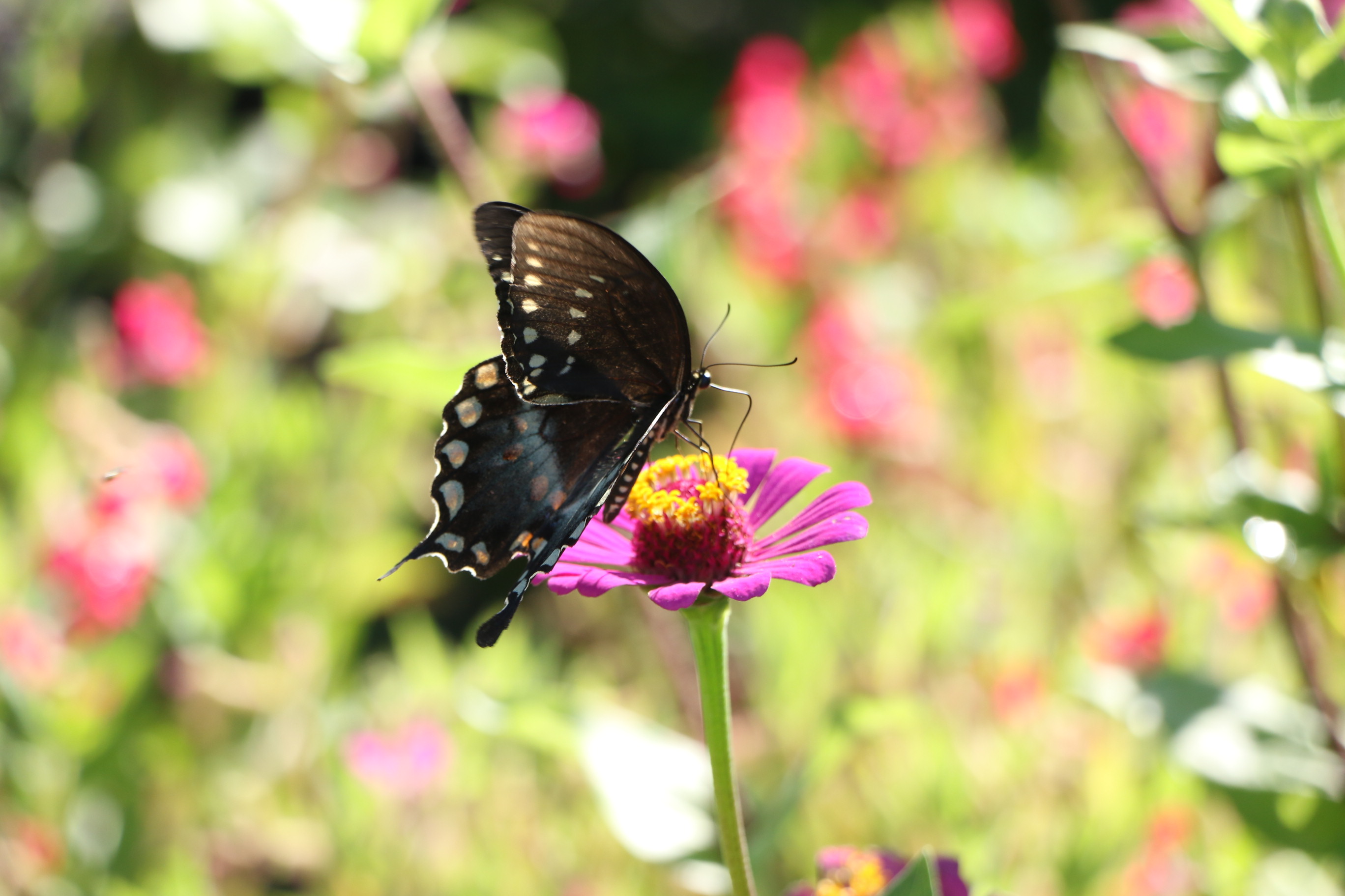 Butterfly8 ASU Gardens 073017
